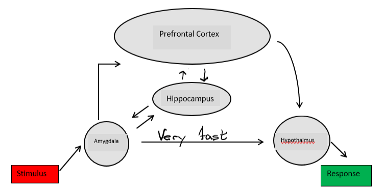 Text Box: Hypothalmus